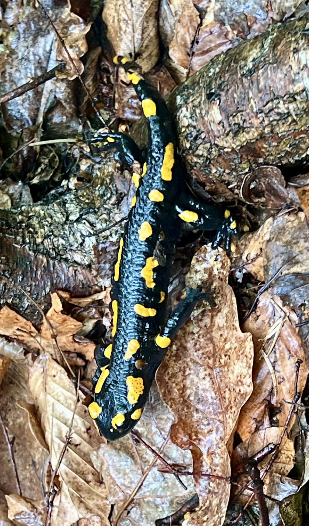 Kletterreise mit jopala in der Sächsischen Schweiz