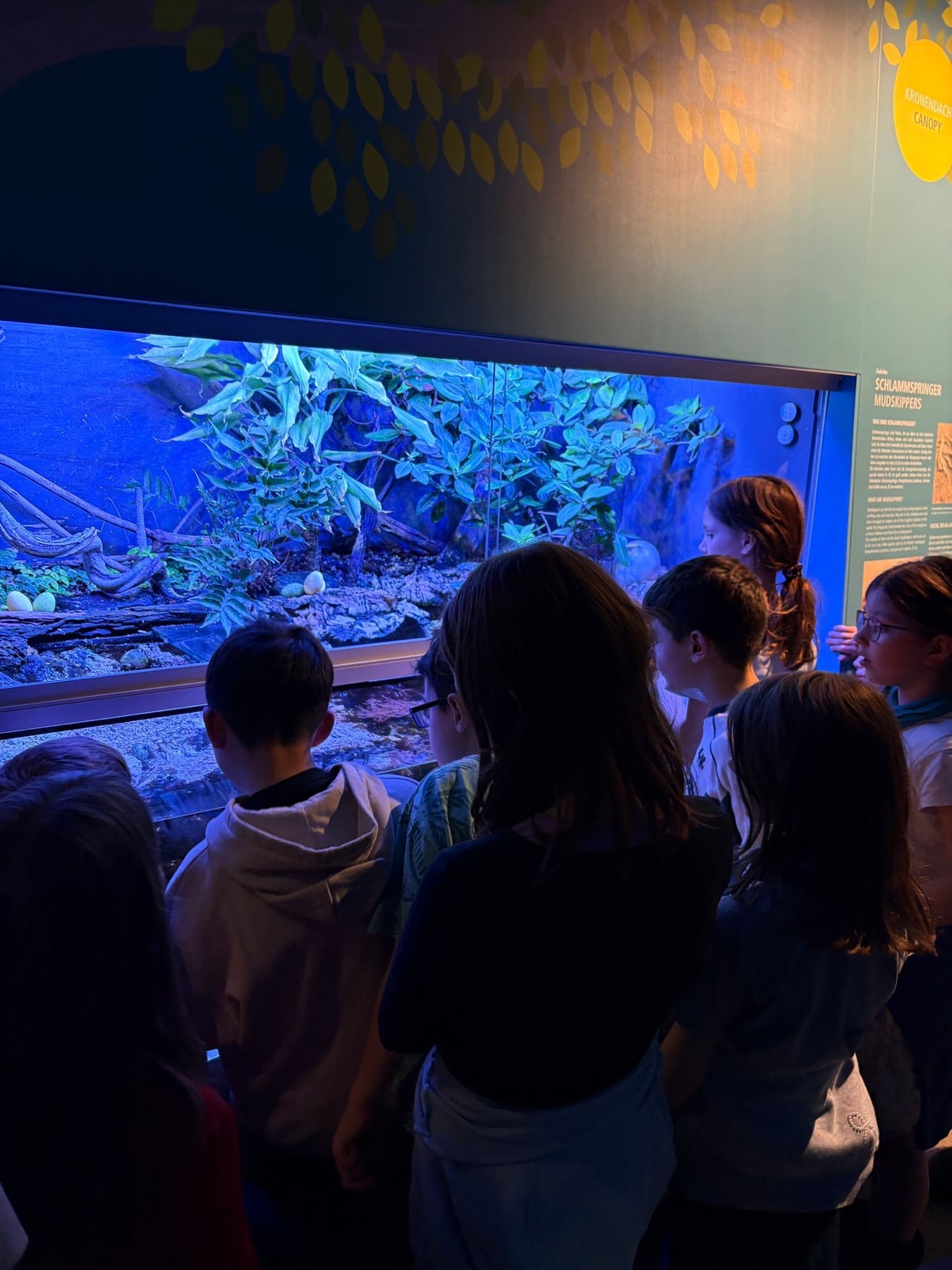 Kindergruppe beobachtet Tiere in einem Terrarium