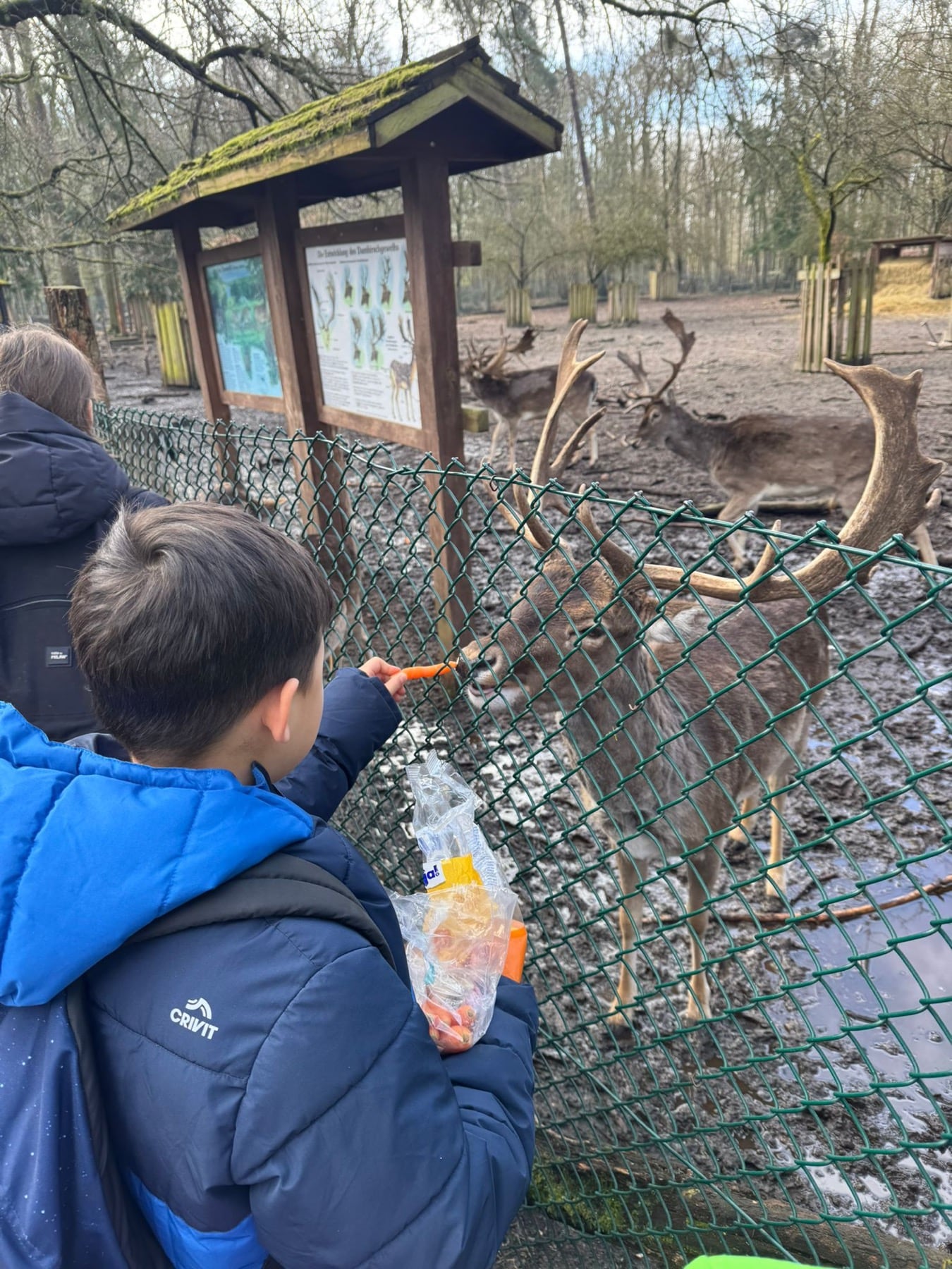 Kind füttert bei einem Campausflug ein Damwild